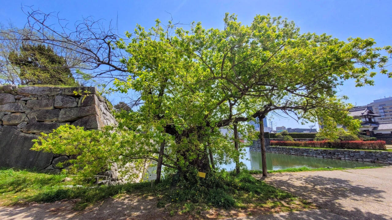 Japan's incredible 'hibakujumoku': These trees survived the Hiroshima atomic bomb in 1945, and they're still alive today