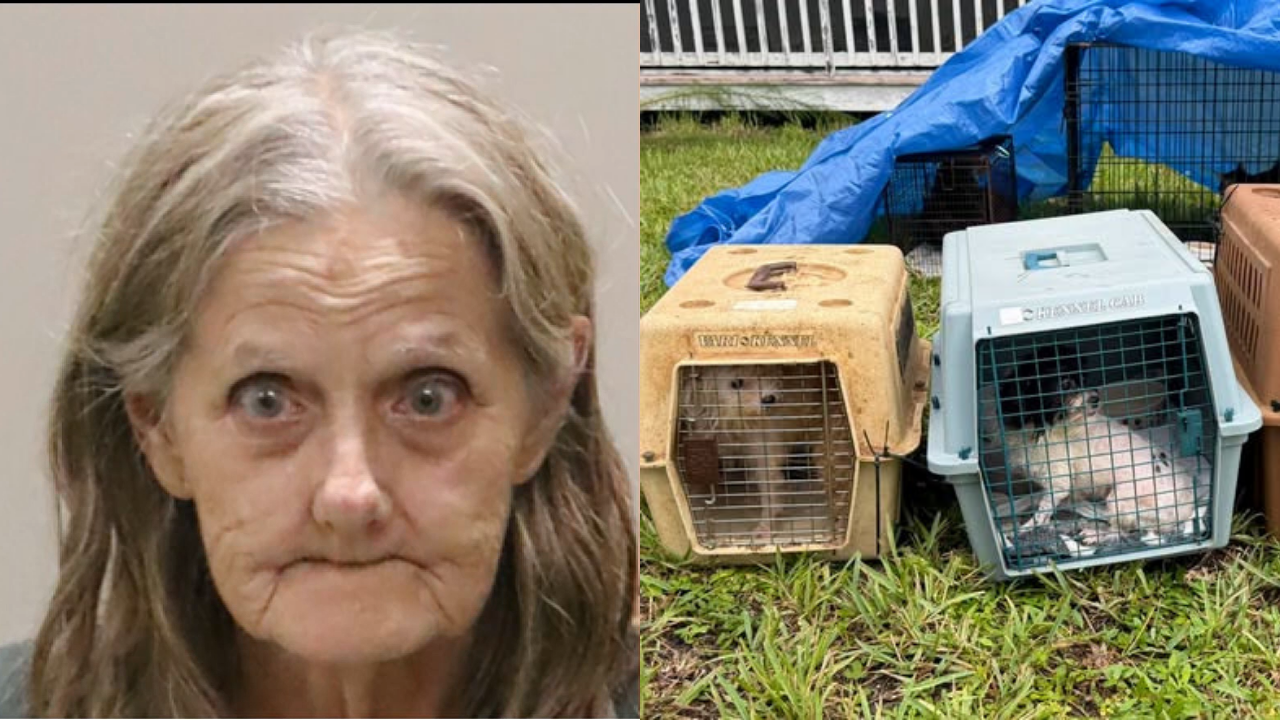 Florida woman arrested after hoarding 80 cats and 12 dogs in a home with no AC, a foot of faeces and horrific living conditions