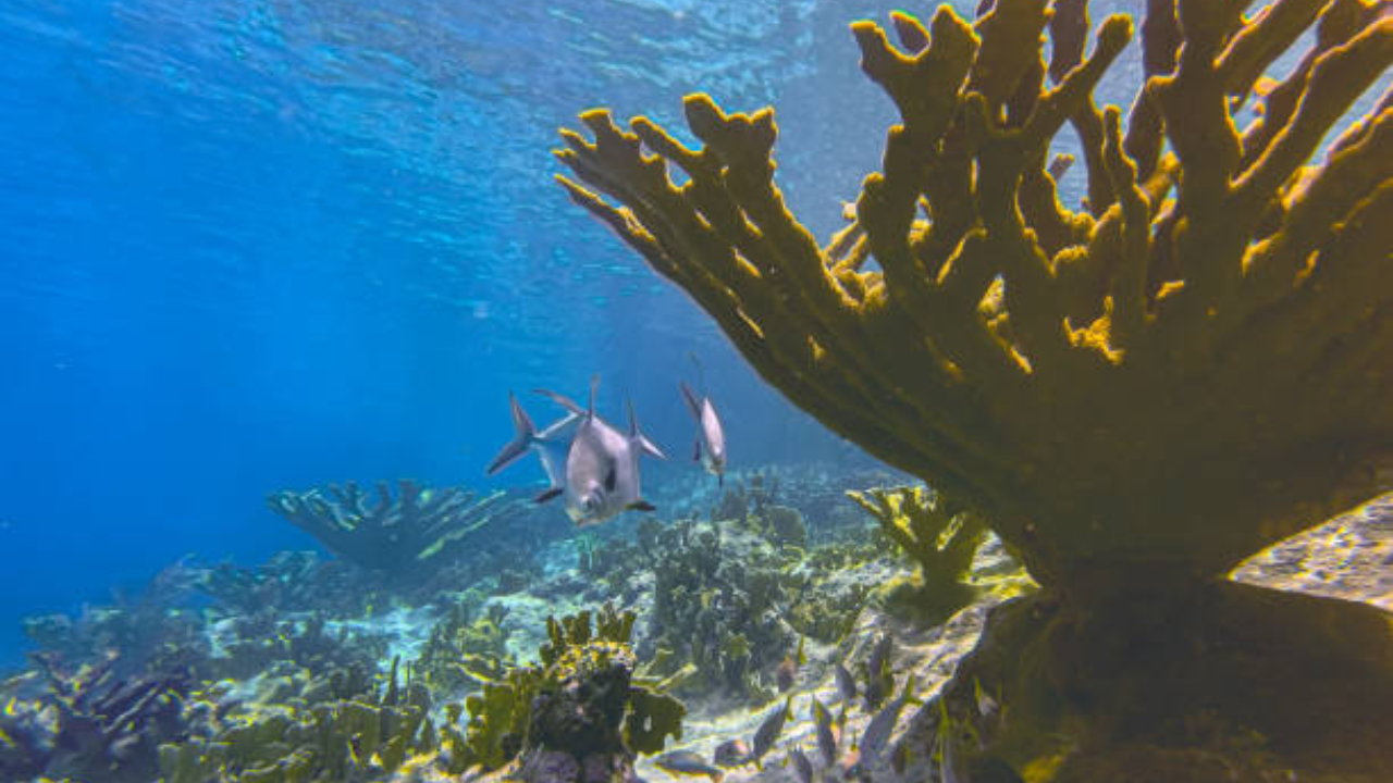 Scientists are racing to save a coral before it's gone: Why is elkhorn coral so special?