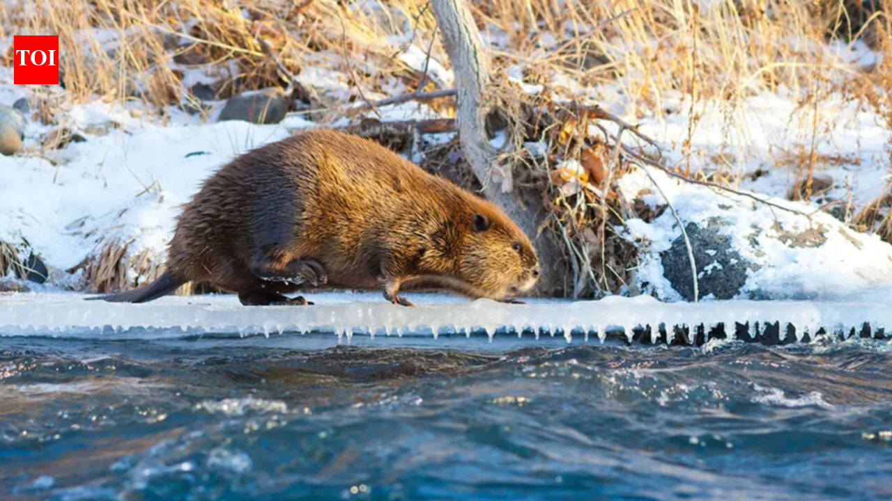 Climate change is driving beavers into Canada's Arctic, where they are reshaping the landscape