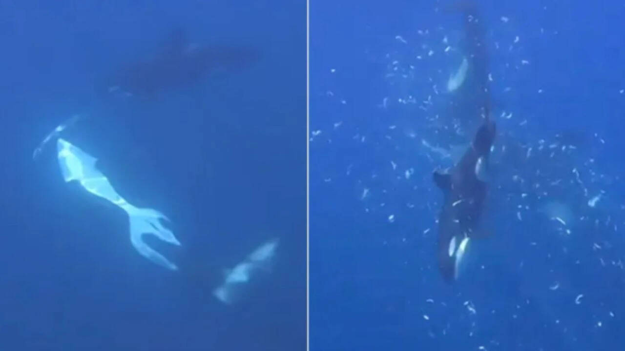Orcas filmed tearing apart giant Sunfish with new hunting technique
