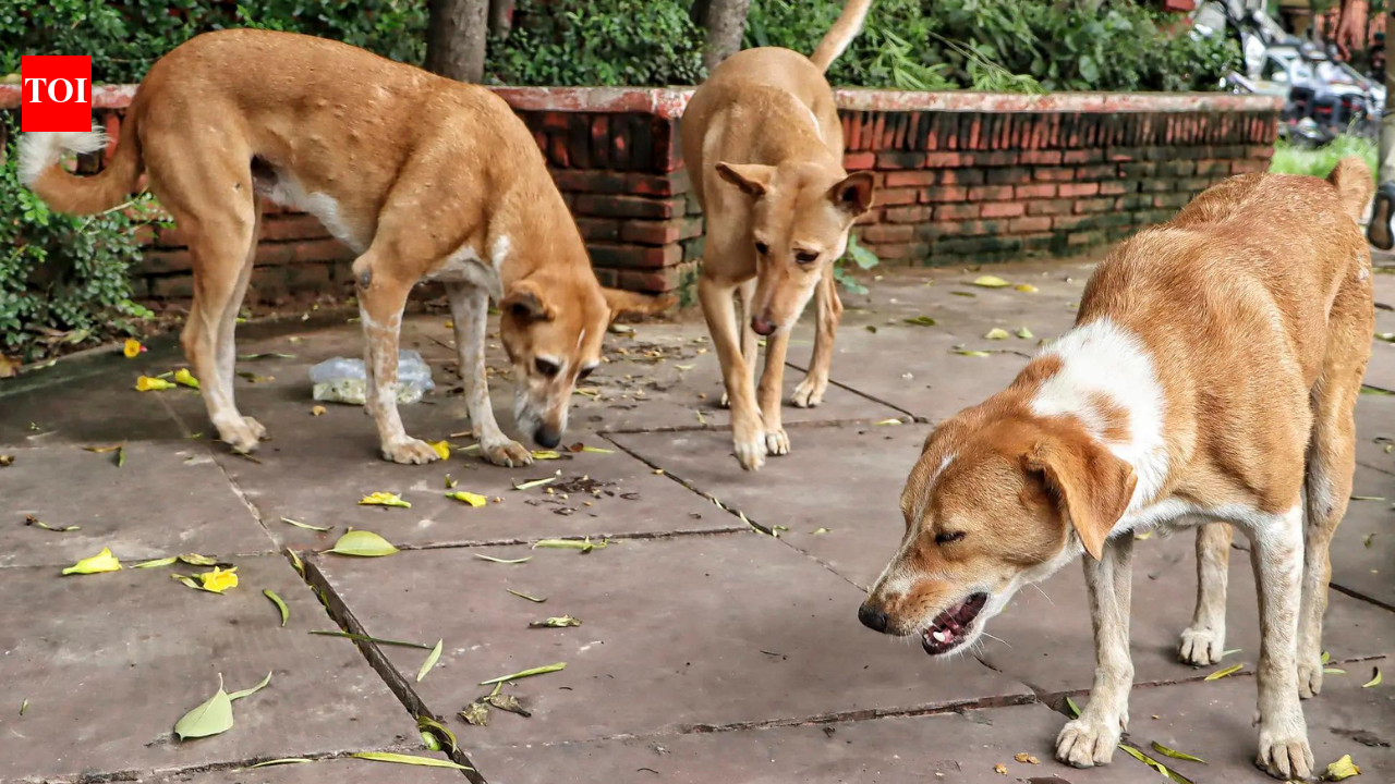 'Bite incidents every day': Delhi HC takes up stray dog issue, launches suo motu PIL