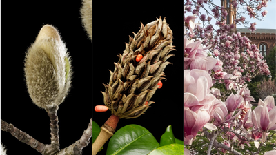 These 95-million-year-old flowers bloomed before bees existed and still attract beetles