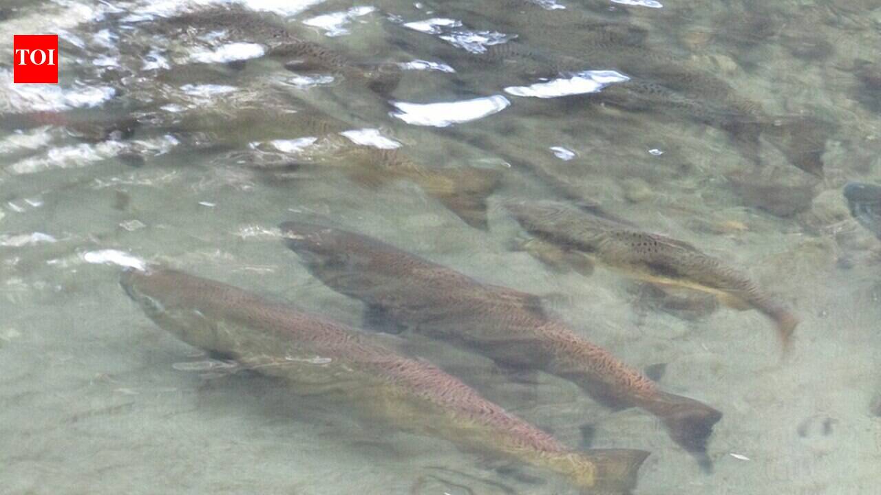 Washington Salmon Species Spawn Earlier Amid Warming Waters: Study Uncovers Hatchery Influence