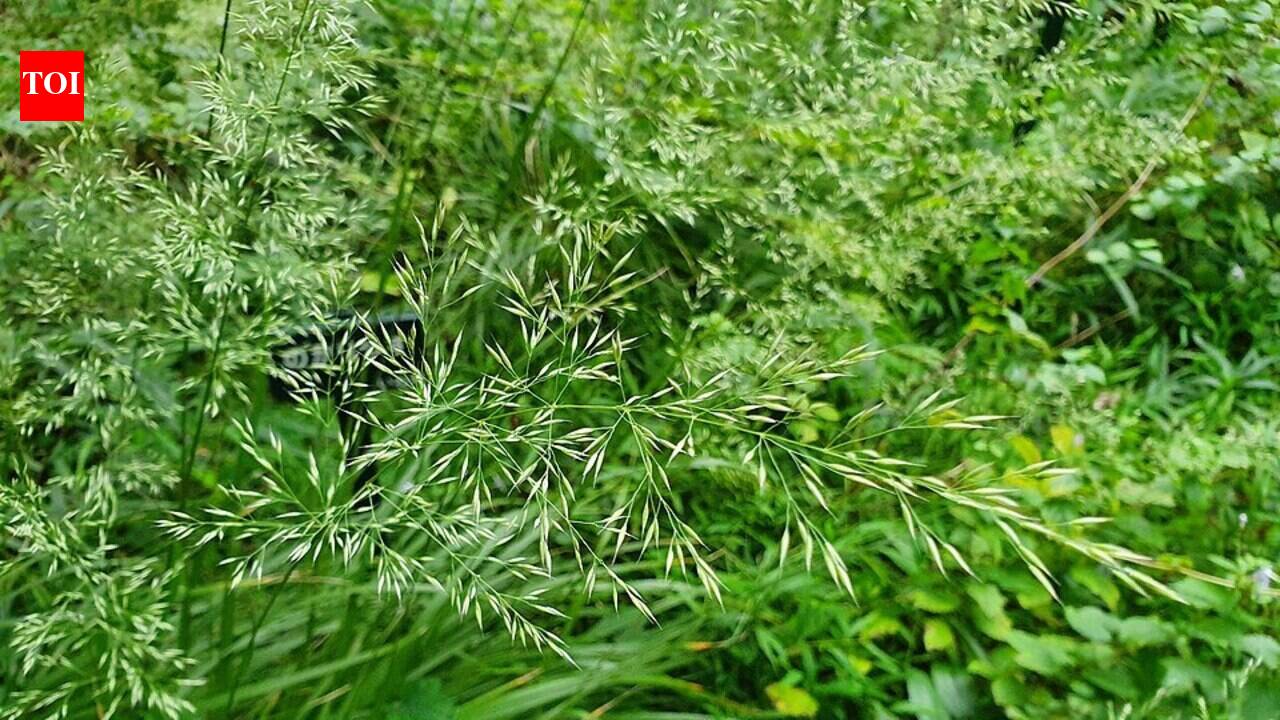 Nitrogen falling from the air may be greening plants worldwide, and a global study says protected areas are not escaping the effect