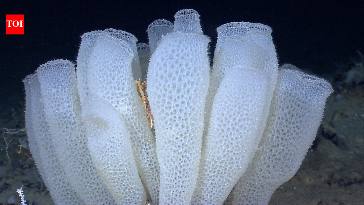 Deep-sea sponges inspired a new material that is stronger, lighter and better at handling water flow, and that mix could help future aircraft and medical devices