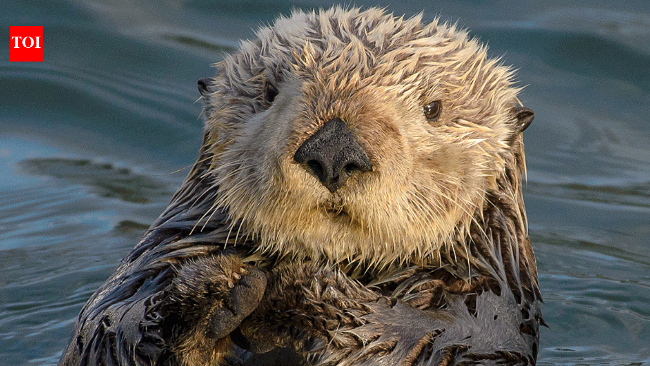 First fatal leptospirosis confirmed in California sea otters, with the same bacterial serogroup found in sea lions, adding to a coastal mystery