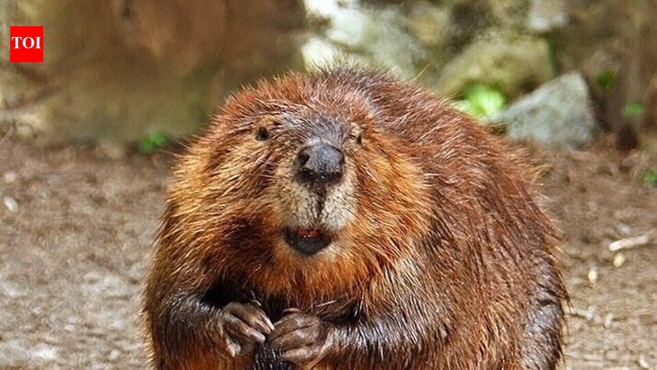 North American beavers in sub-Antarctic Chile are doing more than flooding forests; they are turning riparian land into methane-spewing wetlands