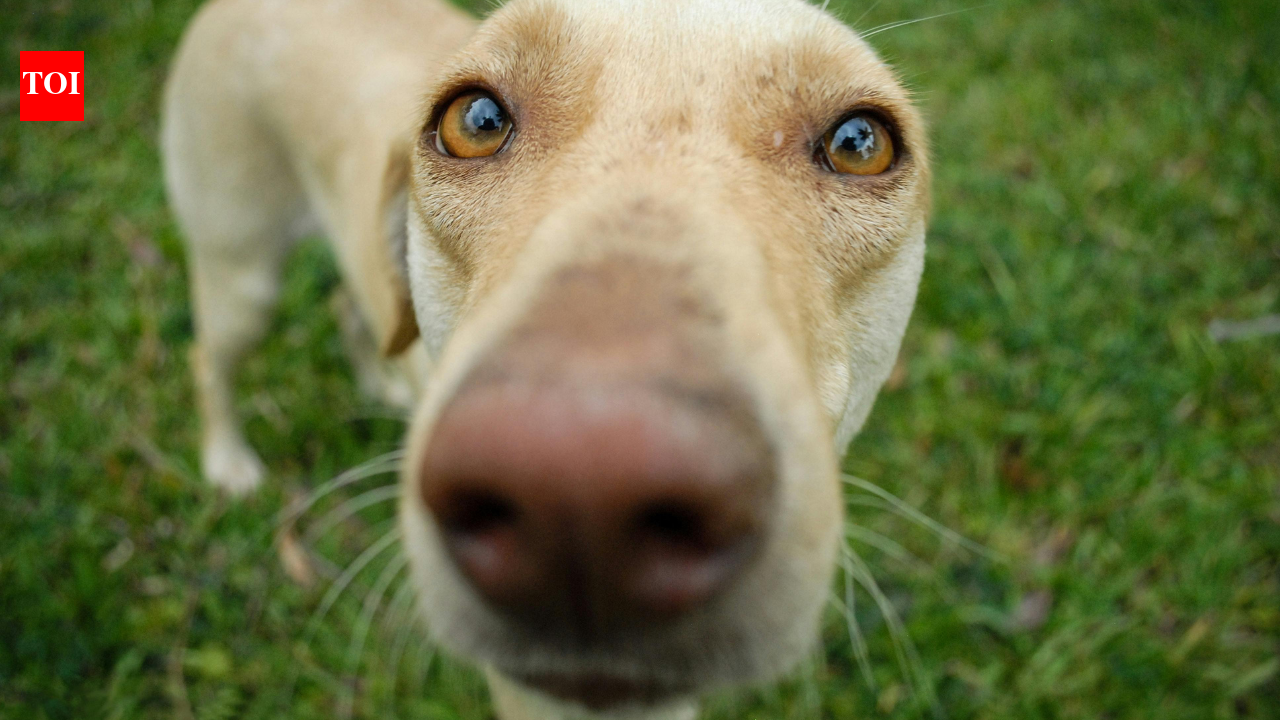 5 scent games that could improve your dog's happiness and wellbeing