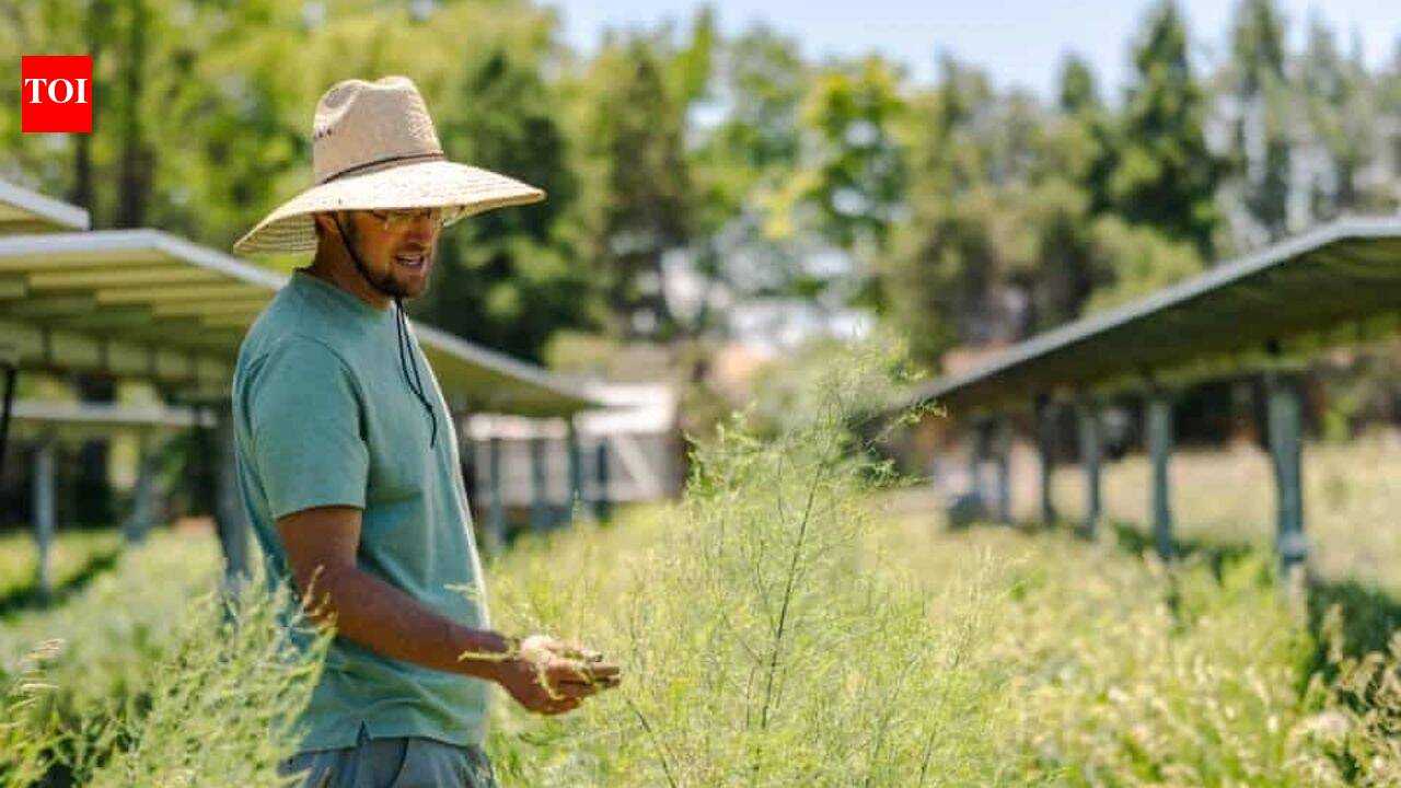 Solar panels help Colorado farm protect crops from heat and generate power