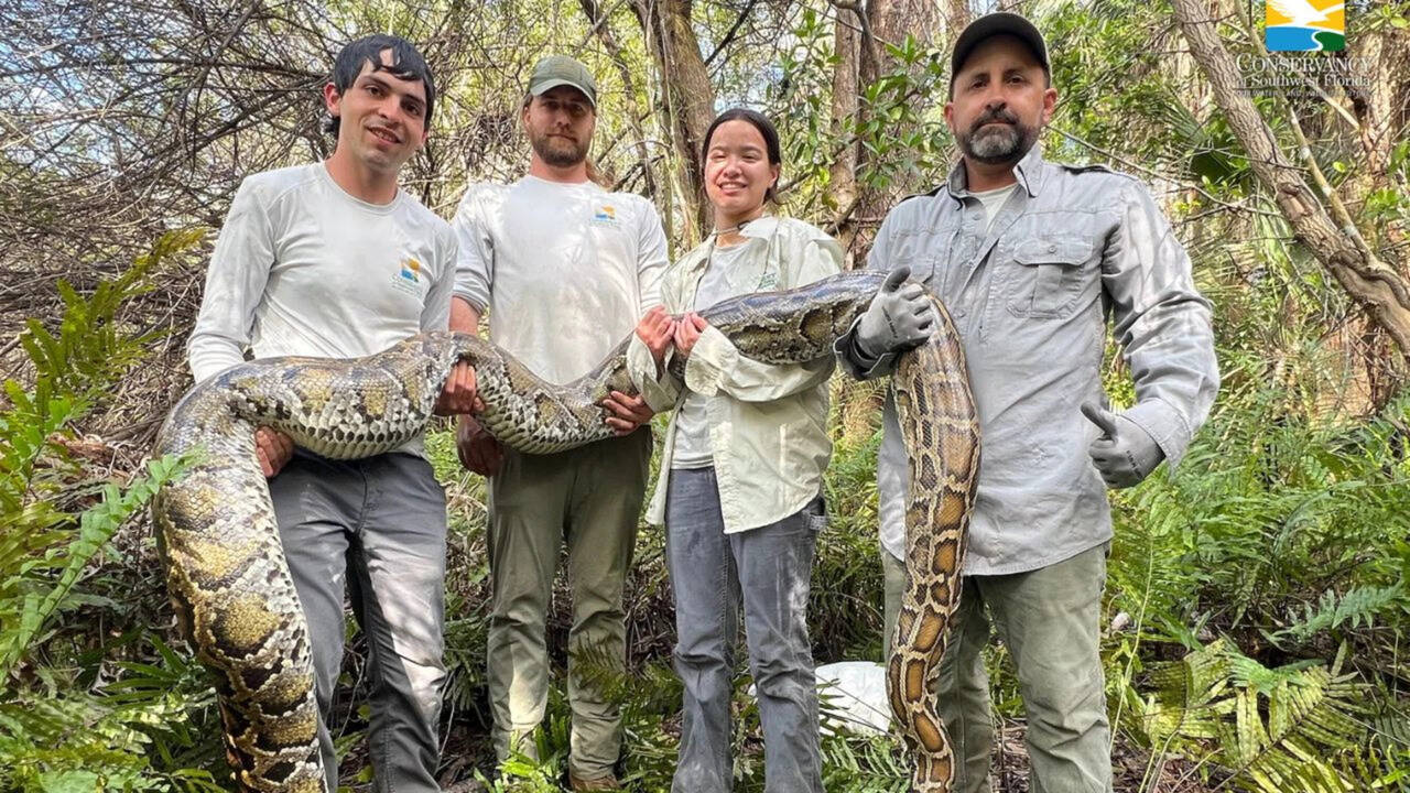 Florida scientists used female Burmese pythons as live lures to find invasive males in Everglades