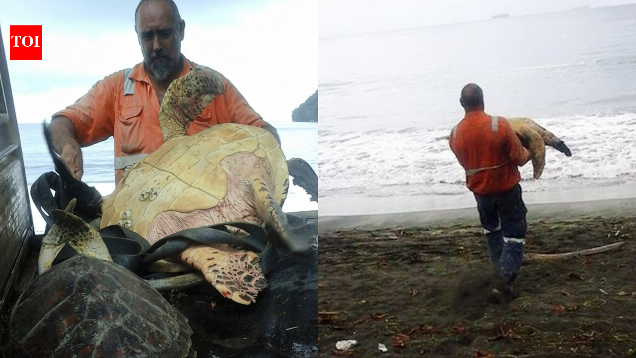 In 2015, two men bought live sea turtles from a Papua New Guinea food market and set them free instead of letting them become food