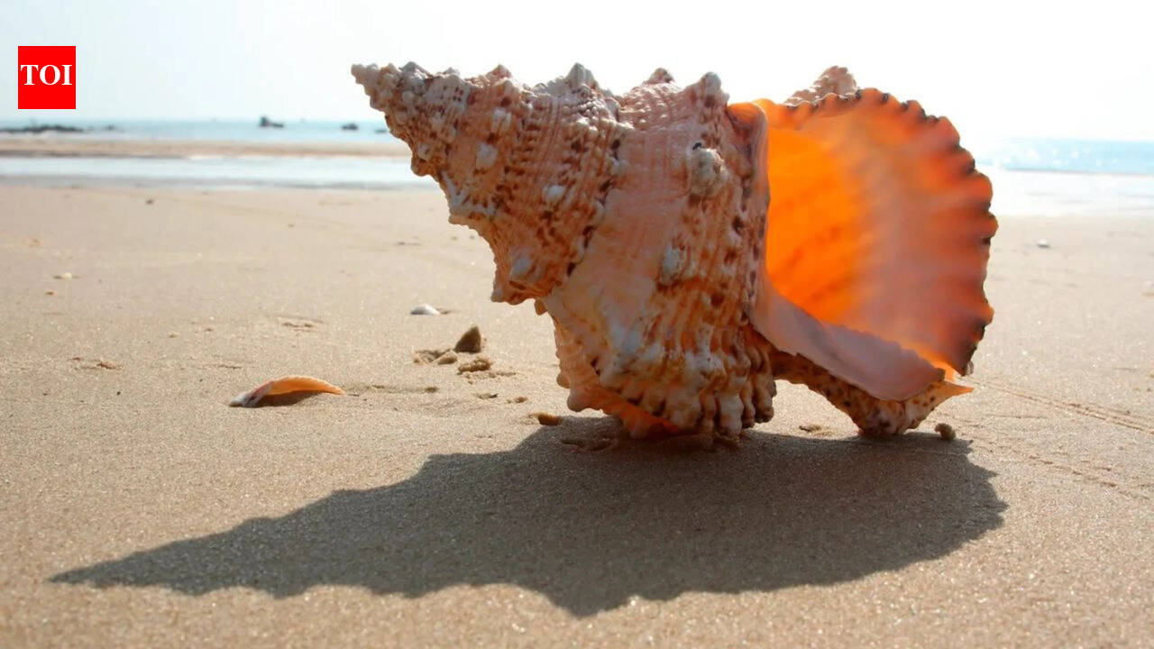 Empty seashells became the ocean’s first ready-made homes 470 million years ago, helping create an entirely new ecosystem