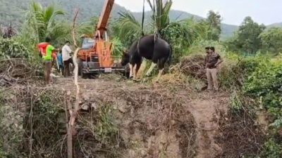 Gaur rescued from farm well near Dharmapuri