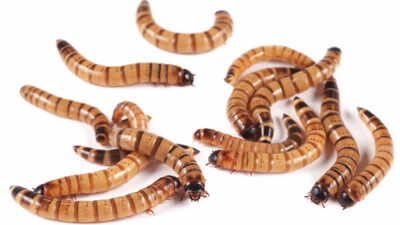 Scientists tested pet-store 'superworms' on animal specimens and found the beetle larvae can clean skeletons for museums without harsh chemicals or bone damage