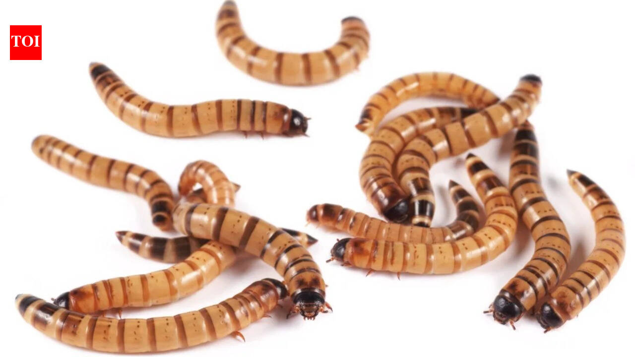 Scientists tested pet-store 'superworms' on animal specimens and found the beetle...