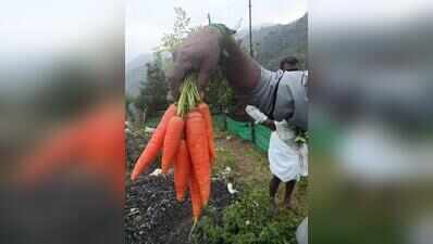 Nilgiris Organic Farming Drive Stalls as Certification Falls Short