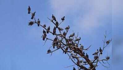 Pigeon-feeding curbs cause flutter in Bengaluru; health risks a key concern