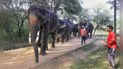 Raj HC seeks govt reply on allegations over health, safety of elephants at Hathi Gaon
