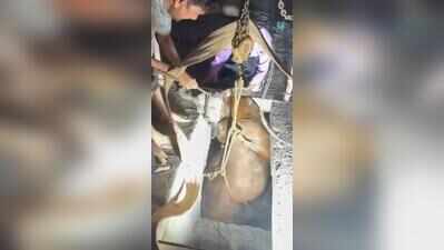 Bull rescued from 25ft-deep water tank at Mohali construction Site