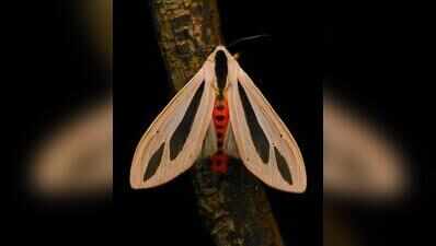 Ecological Society to mark National Moth Week with special lecture on July 26