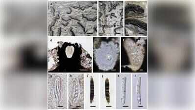 New clues in forest conservation with 5 new lichen species found in W Ghats