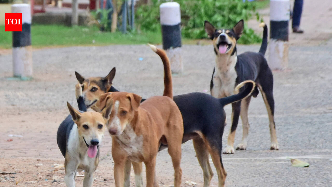 Stray dogs maul 3-year-old to death in Chhatrapati Sambhajinagar village