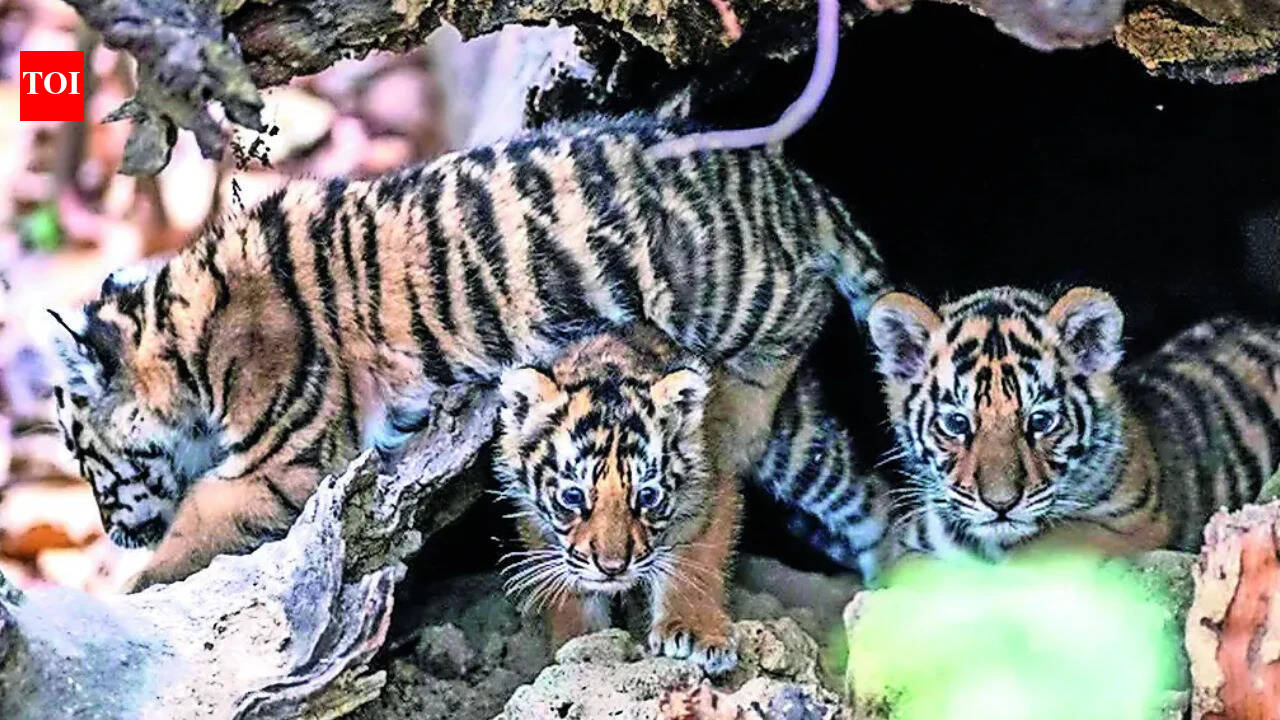 How MP taught orphaned tiger cubs to return - and rule - in the wild