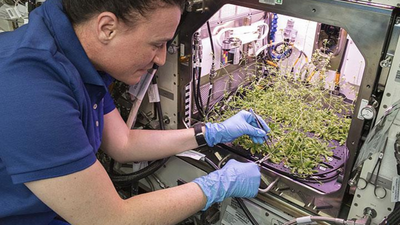 After growing plants in space for years, NASA research could help astronauts grow medicines on demand, starting with tobacco and a harmless virus
