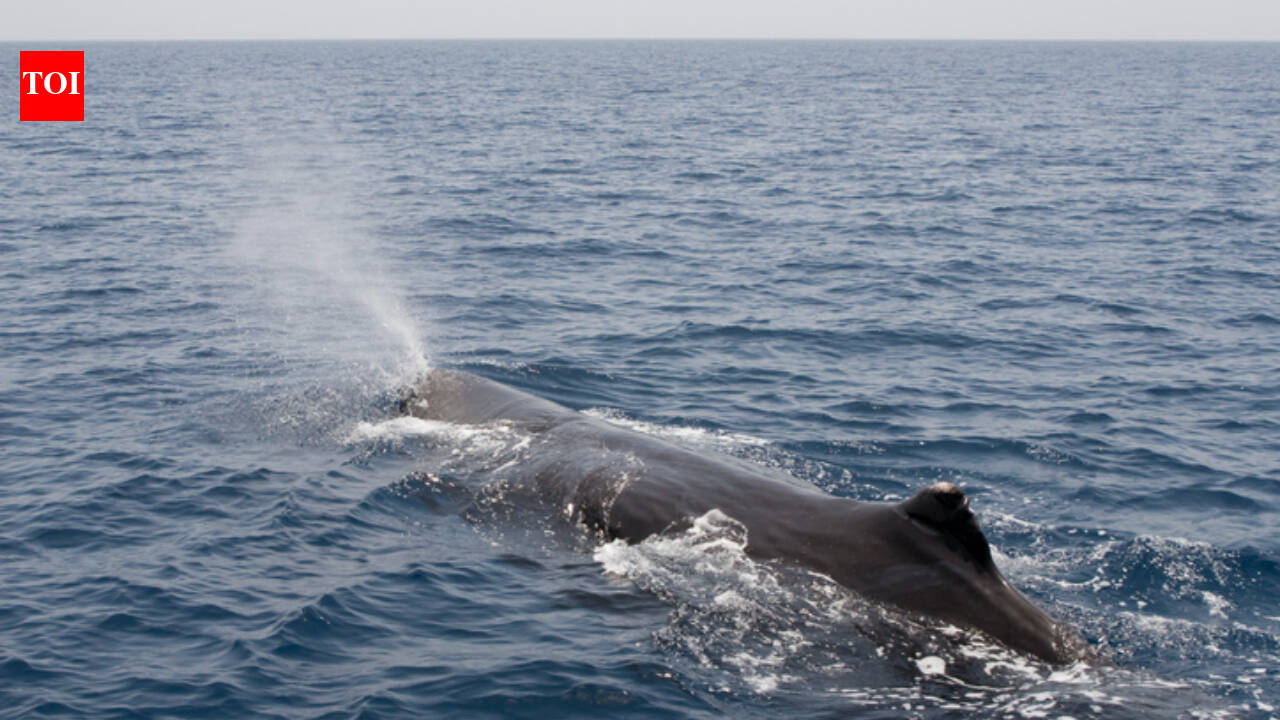 Whales Sleep Vertically: new tags reveal sperm whale bubble rests; study probes gas exchange