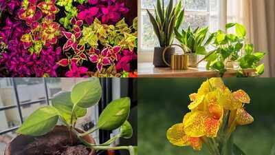 Want a lush garden this monsoon? These 7 fast-growing plants thrive with almost no care
