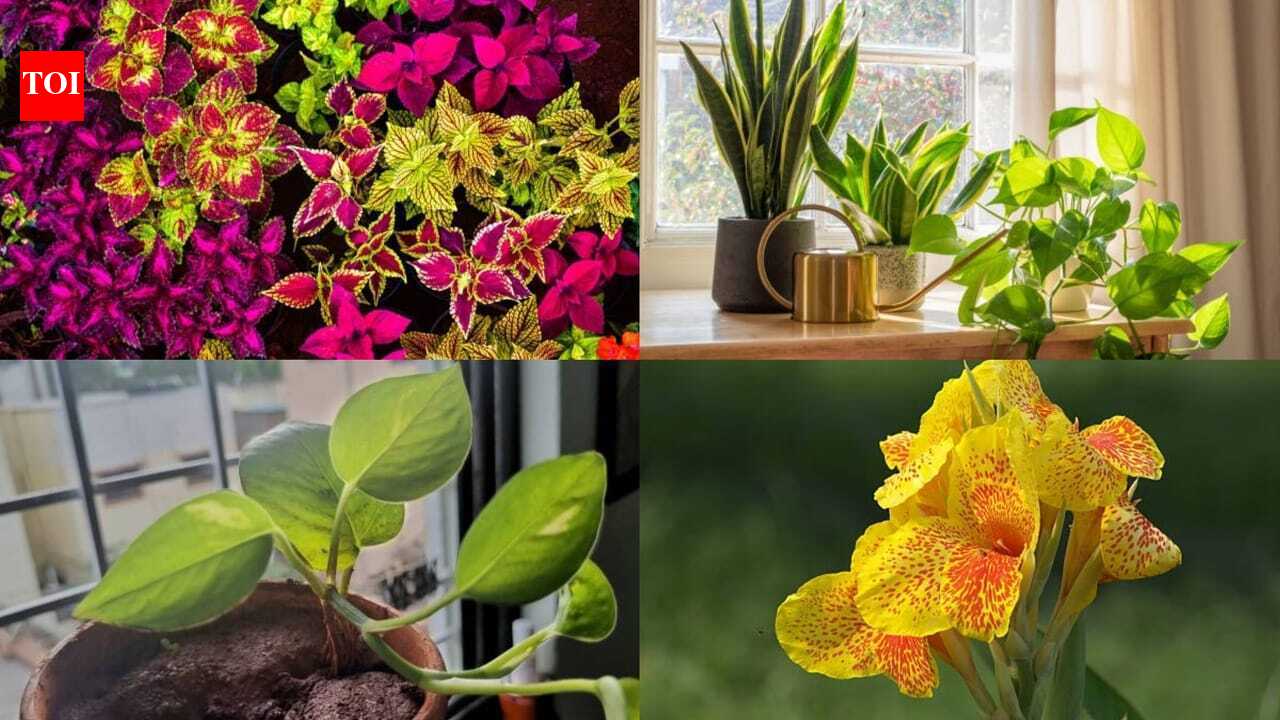 मानसून बागवानी युक्तियाँ: इस मानसून में हरा-भरा बगीचा चाहते हैं? तेजी से बढ़ने वाले ये 7 पौधे बिना किसी देखभाल के भी पनपते हैं