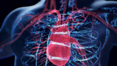 Scientists discover a surprising 'brain' hidden inside the heart: Formed by neurons, it controls the heartbeat and protects the organ during stressful situations