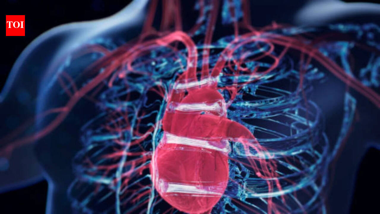 Scientists discover a surprising 'brain' hidden inside the heart: Formed by neurons, it controls the heartbeat and protects the organ during stressful situations