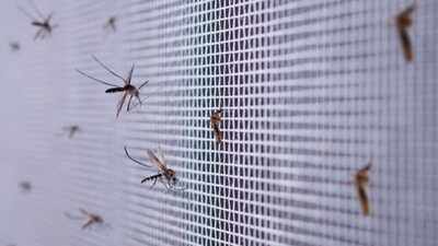 The hidden places mosquitoes breed around your home