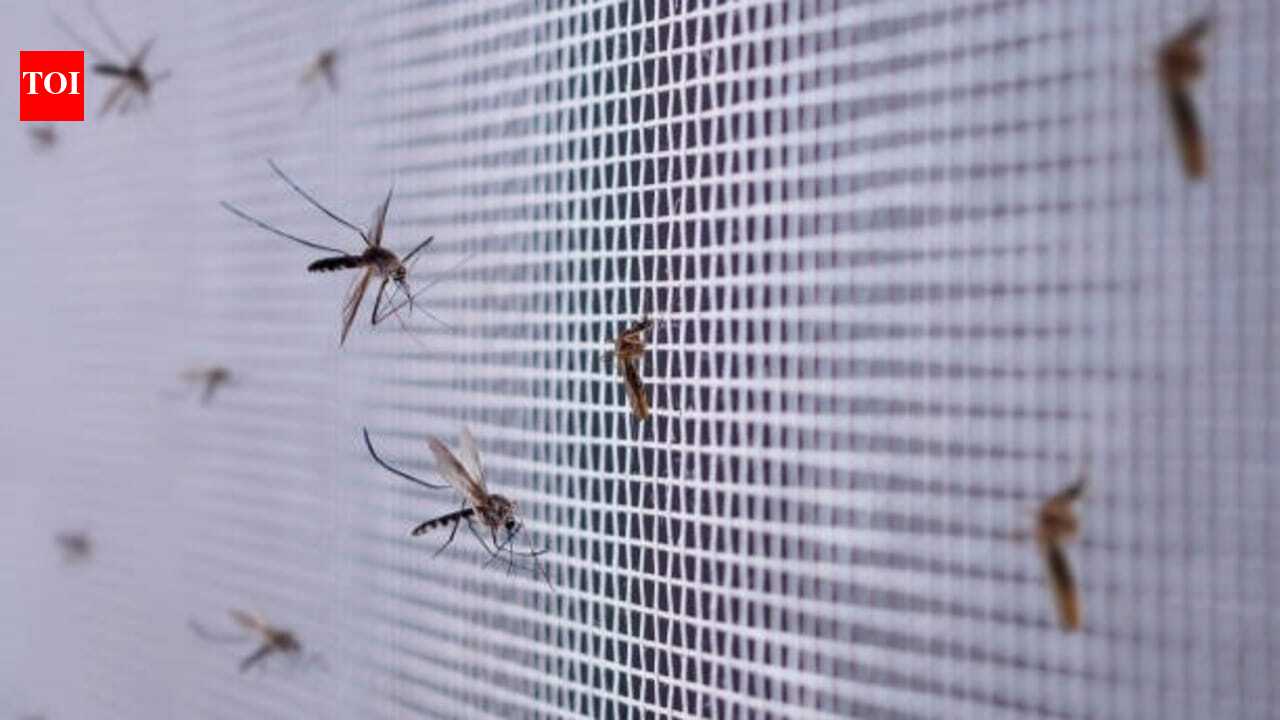 The hidden places mosquitoes breed around your home