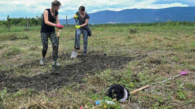 NATO-backed scientists planted 13-foot-tall giant grass on war-damaged land near Bucha, hoping its roots can help clean Ukraine's polluted soil