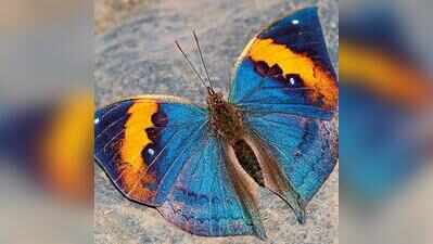 Chhattisgarh to get its first state butterfly; public voting opens till Aug 31
