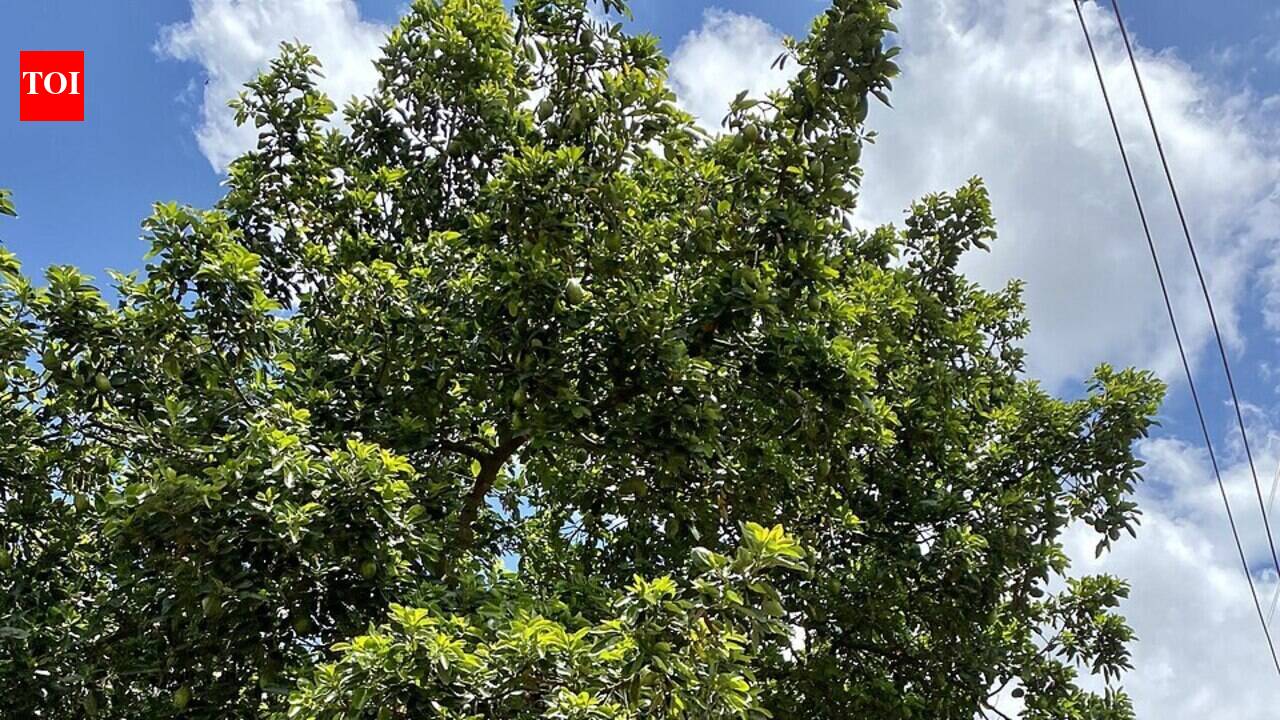 Scientists report a spray helped avocado trees in Israel yield about 35% more by weight over three years, but the findings are still a preprint
