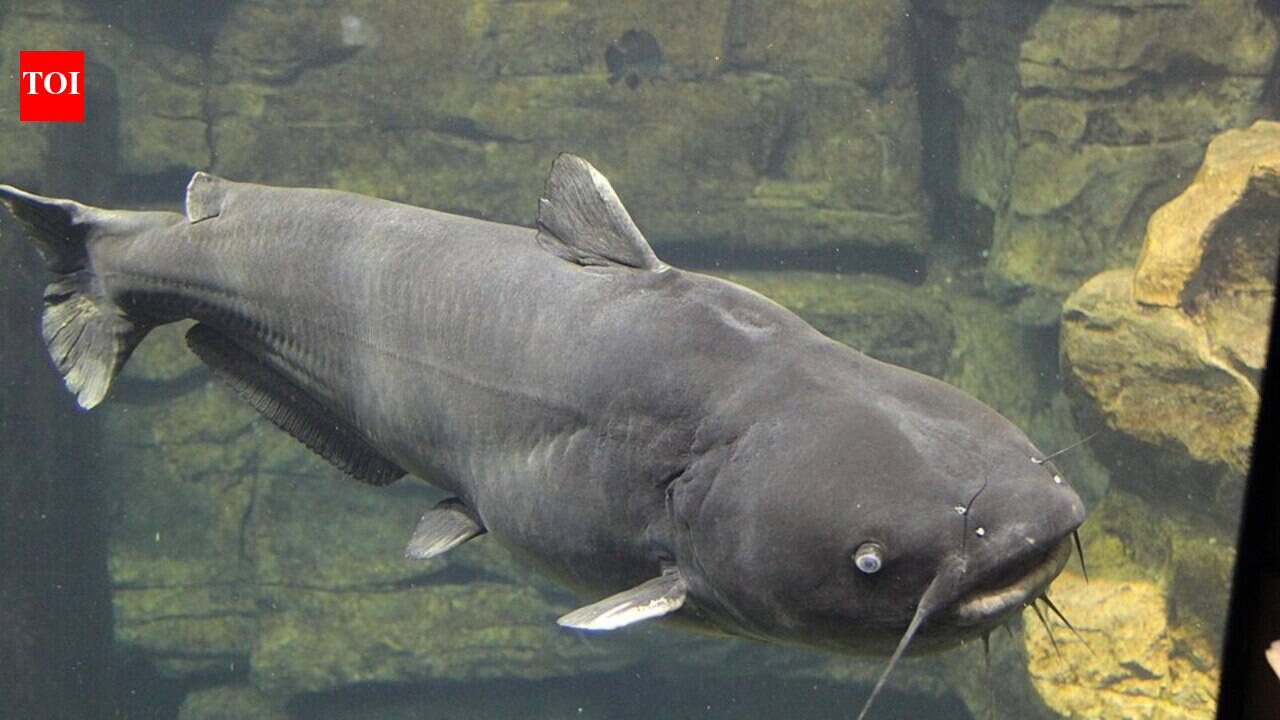 Chesapeake Bay’s invasive blue catfish could become zoo food, turning a threat to native fish into a meal for captive predators