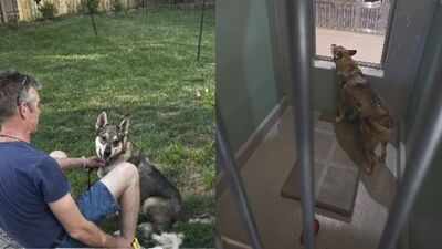 Shelter dog Duke lost his home, was separated from his bonded sister and endured two failed adoptions; one video finally found him a family nine hours away