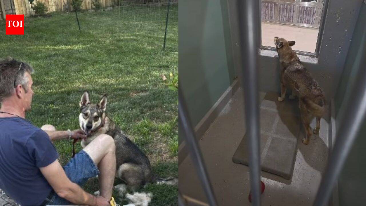 Resilient shelter dog Duke finds forever home after heartbreaking journey