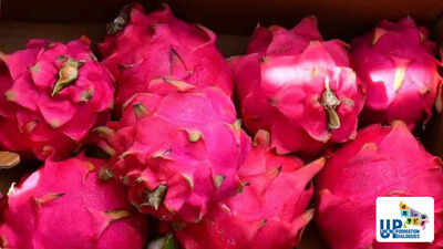 Dragon Fruit cultivation in Uttar Pradesh: How the Yogi government promoted a high-value crop
