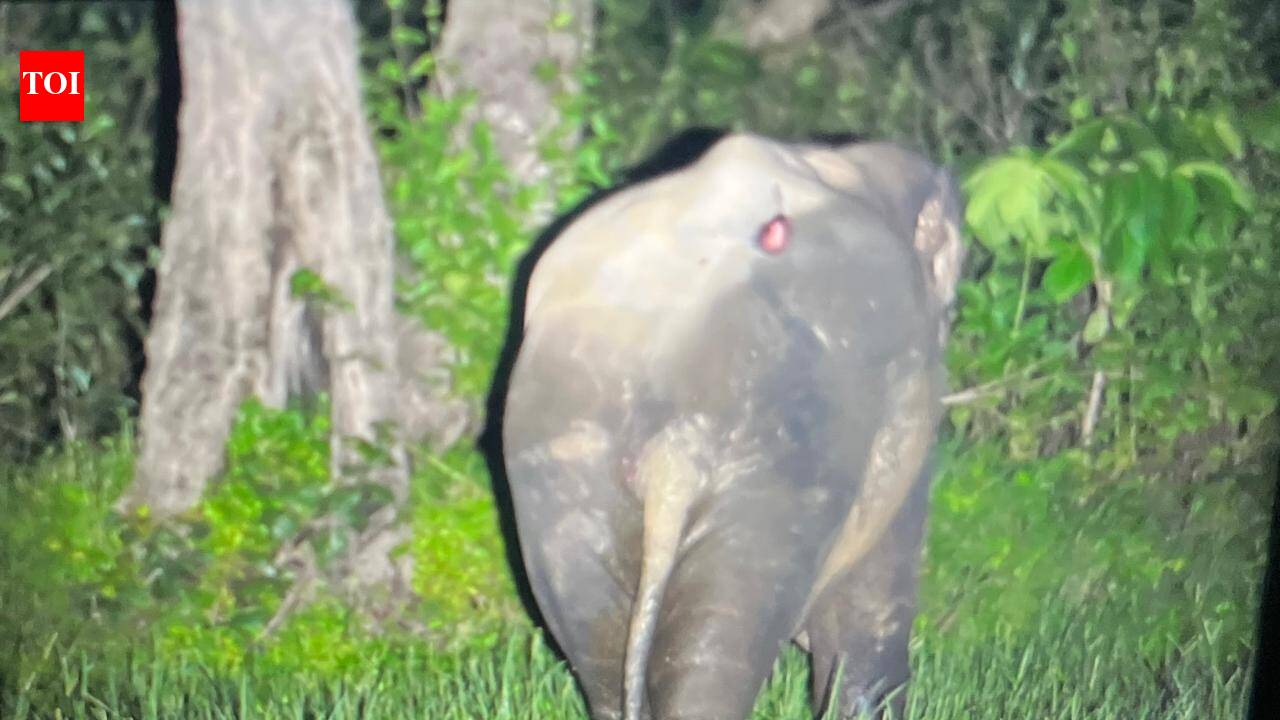 Speeding pick-up vehicle hits elephant