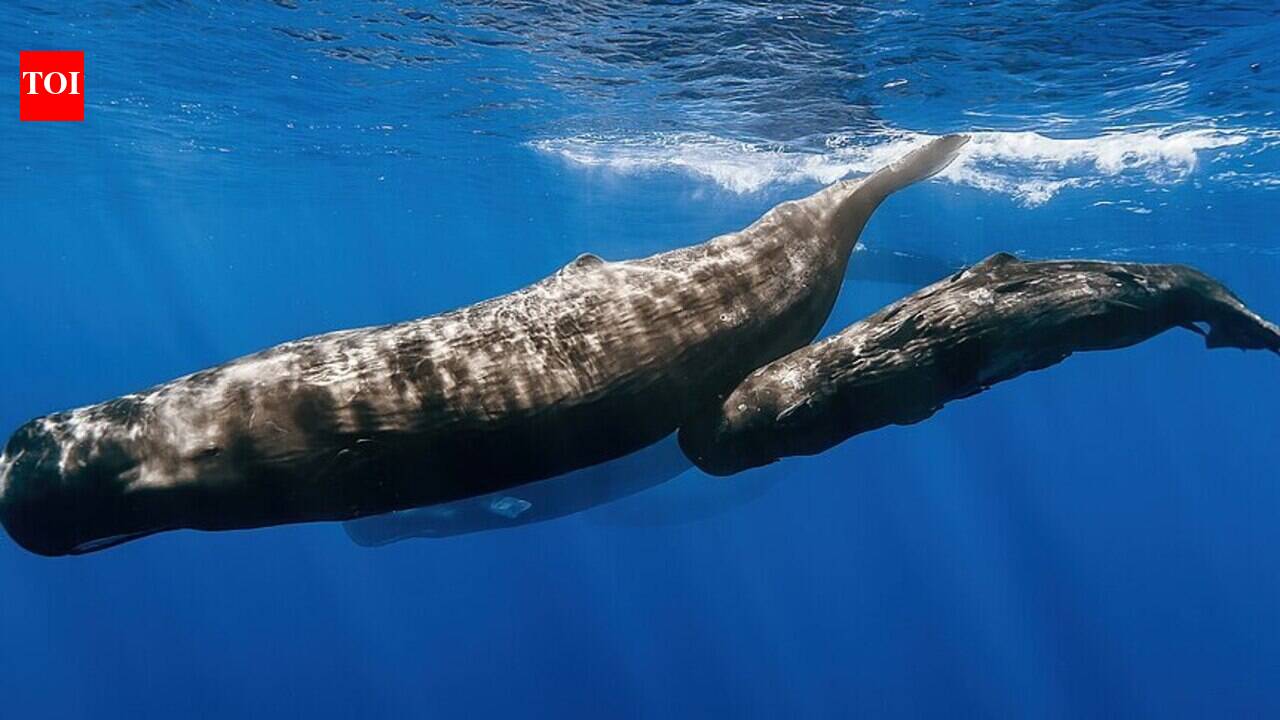 Scientists find resting sperm whales release gas bubbles that may help them stay suspended below the surface while sleeping