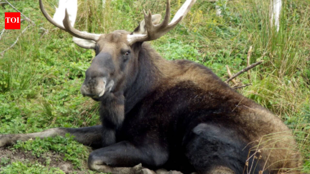 How four Moose released in 1904 ended up reshaping Newfoundland's forests forever