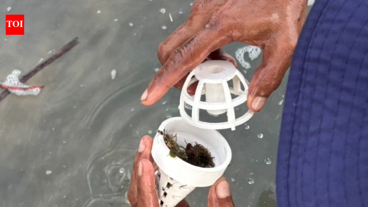 Thailand uses 3D-printed shelters to help young seagrass survive