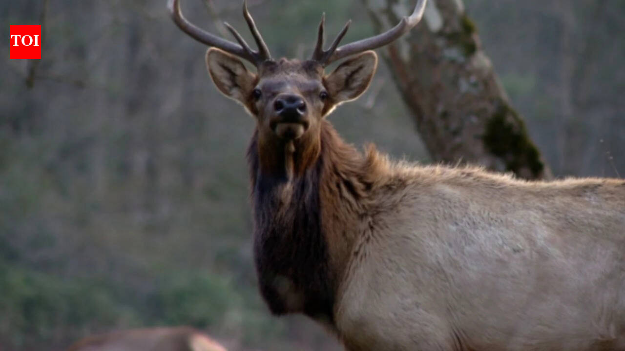 North Carolina to hold first Elk hunt In 2027 after rebuilding herd over 25 years