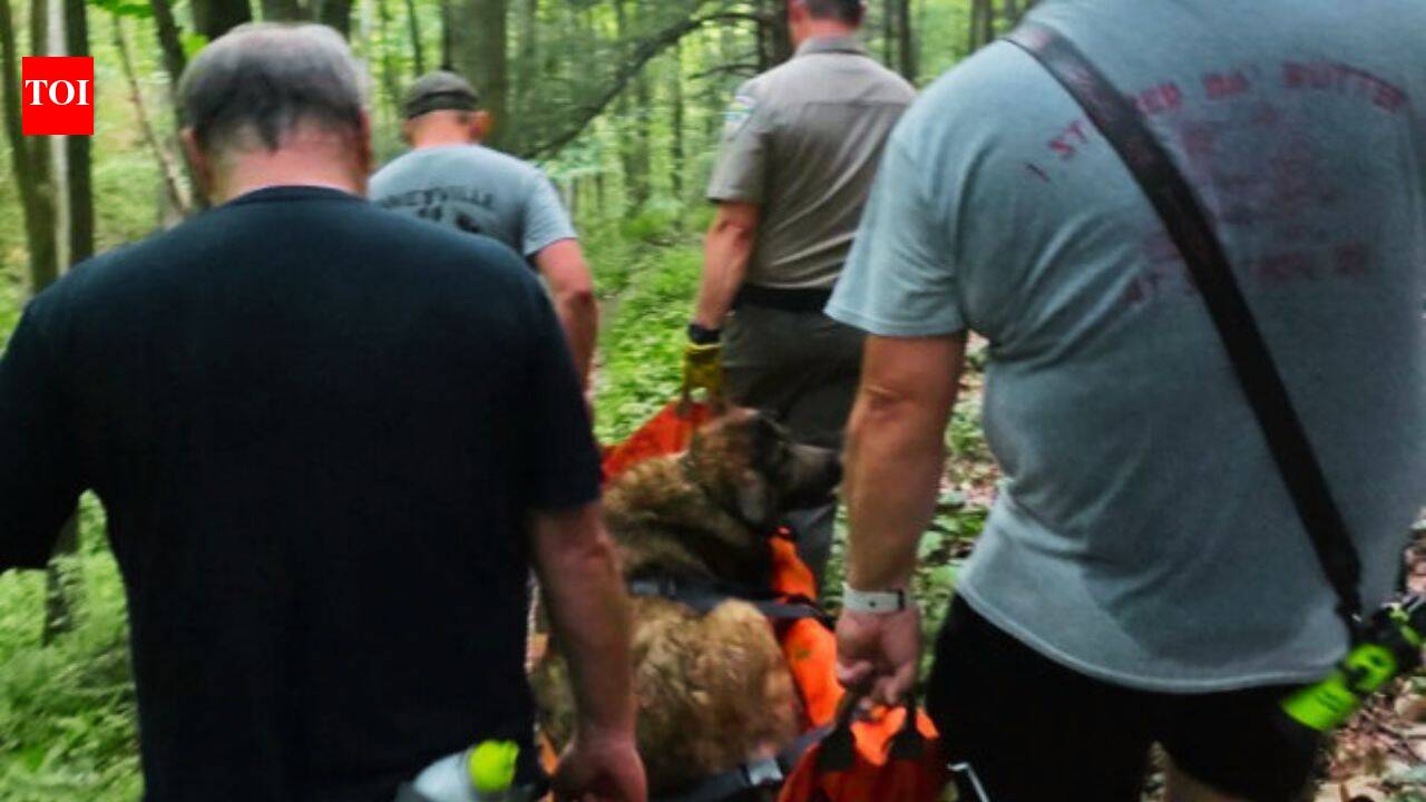 102-pound dog could not climb down mountain, volunteers carried her for 4 hours
