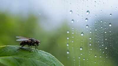 Scientists discover humidity may help control insects' biological clocks, not just light and temperature